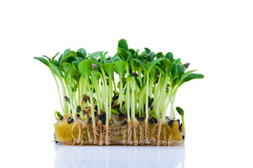 Fresh microgreens. Sprouts of borago isolated on white.