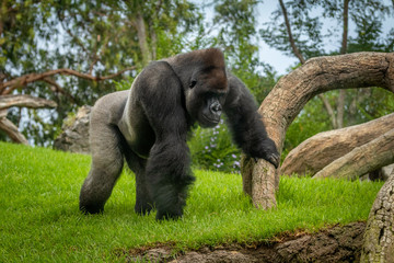 Adult gorilla in green grass © Kennymax