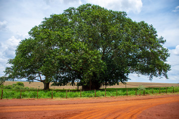 Fototapeta premium farm in Mato Grosso do Sul