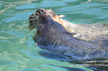 Fototapeta premium Seehund