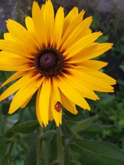 Flower yellow, natural summer background