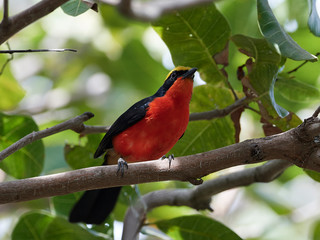 Yellow-crowned gonolek (Laniarius barbarus)