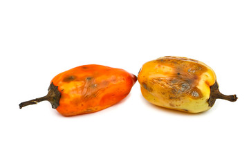 Diseased lettuce pepper isolated on a white background. Rotten bell pepper salad on a white background.