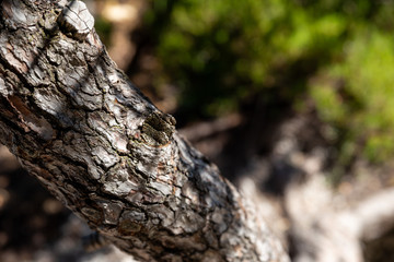 tree trunk with blurred background