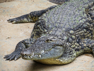 Close-up of the mouth of a crocodile