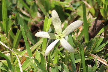 Weiße Blüte Kenia