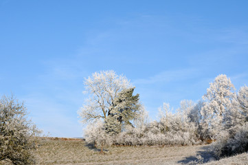 rime ice on trees on sunny winter day