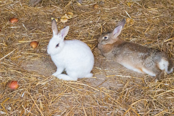 white and brown rabbity in the hay