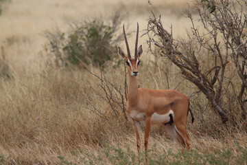 Antilope Tsavo East Nationalpark