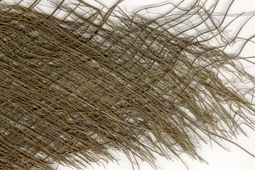 detail of fibre from palm tree