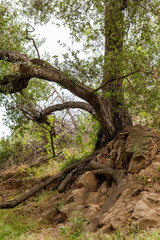 Fototapeta na wymiar Trunk of large old oak on rocky outcrop
