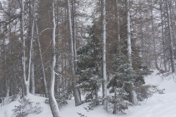 Lärchen & Fichtenwald im Winter