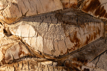 The texture of the bark of a palm plant. The stem of the tree Phoenix.