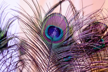 peacock feather