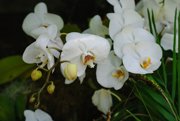 white orchids on green background