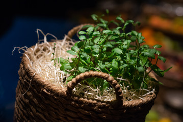 grass in basket
