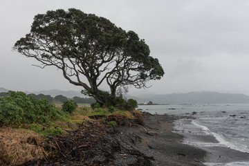 Fototapeta na wymiar A coastal pohutukawa tree on an overcast day with historic Christ Church, Ruakokare, New Zealand, in the distance across Papatea Bay.