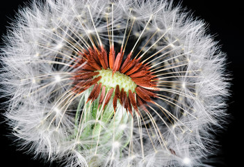 dandelion on black background