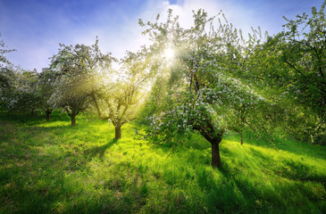 Blossoming trees in a dreamy spring scenery