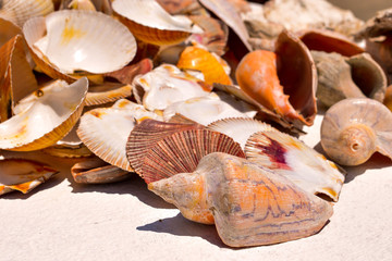 Sea Shells 