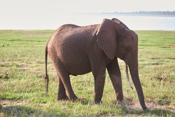 Naklejka na ściany i meble Elephant at Lake Kariba, Zimbabwe