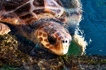 Fototapeta premium Leatherback turtle