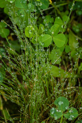 Fototapeta na wymiar dew on the grass