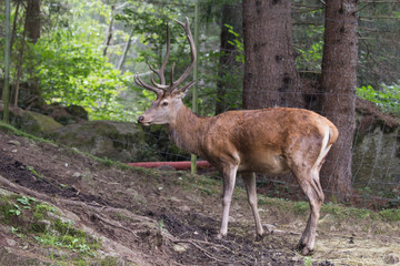 cervo maschio nel recinto