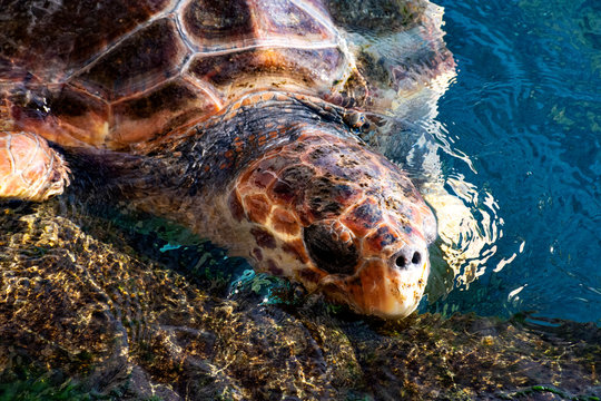 sea turtle on coral reef