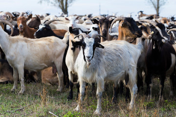 Obraz premium A herd of goats and sheep. Animals graze in the meadow. Pastures of Europe.