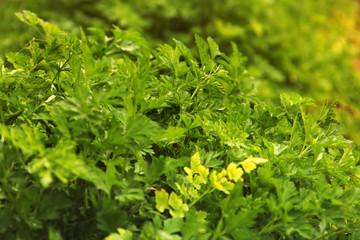 Parsley in the garden close-up. Background. Petroselinum crispum