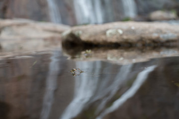 Frog, frog reflex in a water
