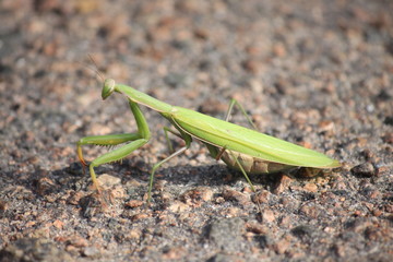 Green praying mantis sitting on the ground, closeup.
