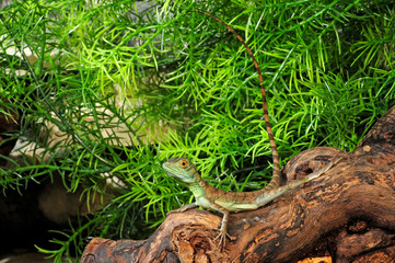 Jesus Christ lizard / Stirnlappenbasilisk (Basiliscus plumifrons) 