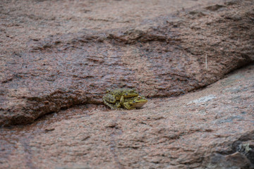 Frog, frog reflex in a water