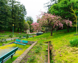 The Rose garden view