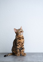 young bengal cat sitting on concrete floor in front of white wall looking up