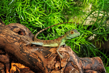 Jesus Christ lizard / Stirnlappenbasilisk (Basiliscus plumifrons) 