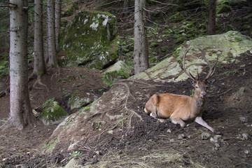 cervo maschio