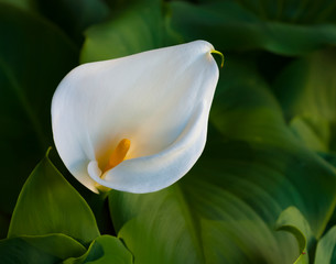 lily on black background