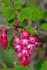 Blühende Blut-Johannisbeere ,Ribes sanguineum,im Frühling