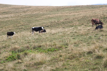cows in the mountains, eat grass, walk in the mountains