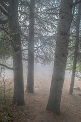 Magical misty forest, thin fog covering trees.