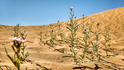 Wüstenblumen in der Sahara