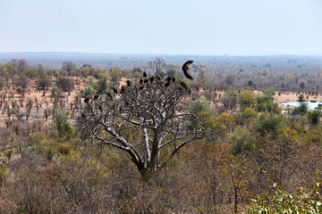 Marabou stork and vultures on a baobab tree, Victoria Falls, Zimbabwe