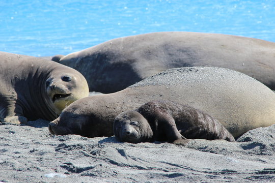 Seeelefant mit Baby am strand in S&uuml;dgeorgien