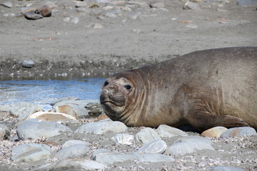 Seelefant am Strand liegend in Südgeorgien