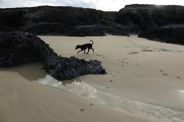 DOGS ON THE BEACH CORNWALL