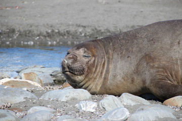 Seelefant am Strand liegend in Südgeorgien
