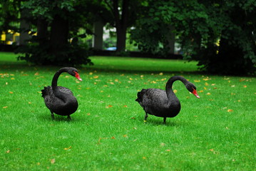 Nice black swan on green grass nature birds 